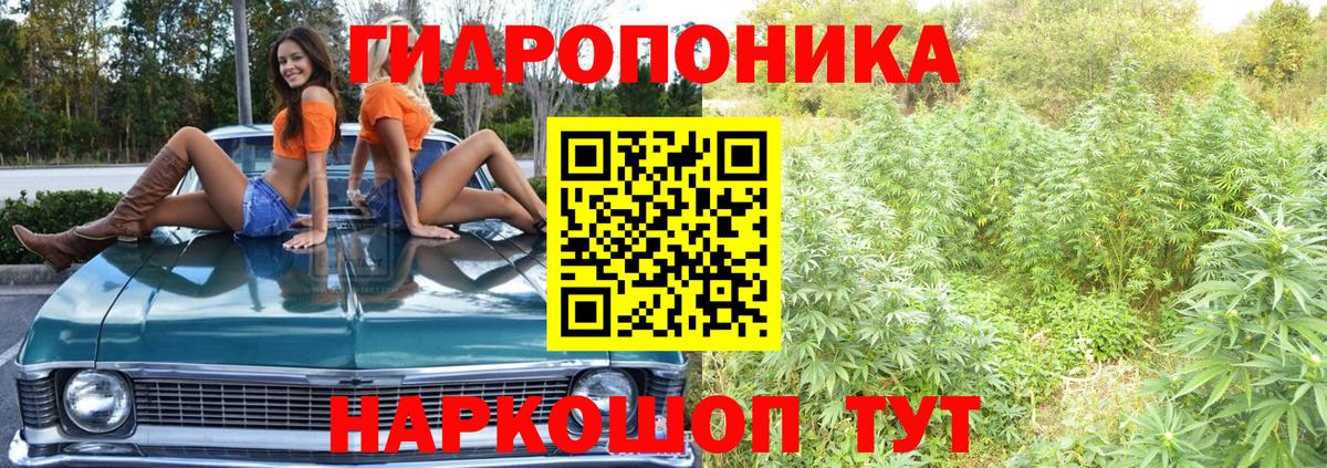 Бошки марихуана гибрид Пугачёв